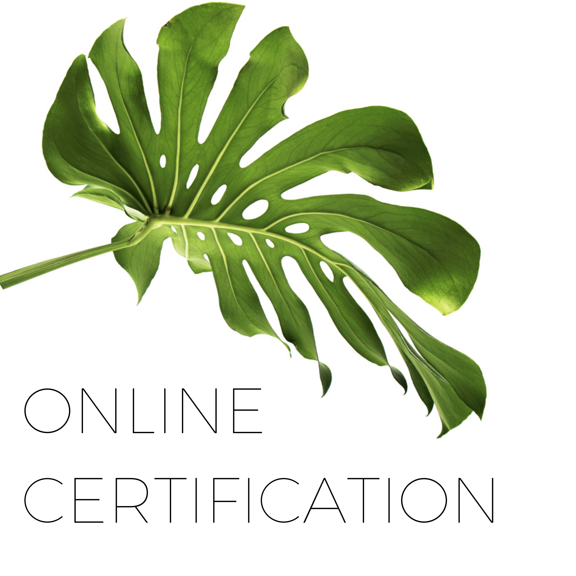 Essentials Body Sugaring Certification Program